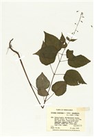 藏品(加拿大露珠草)的圖片